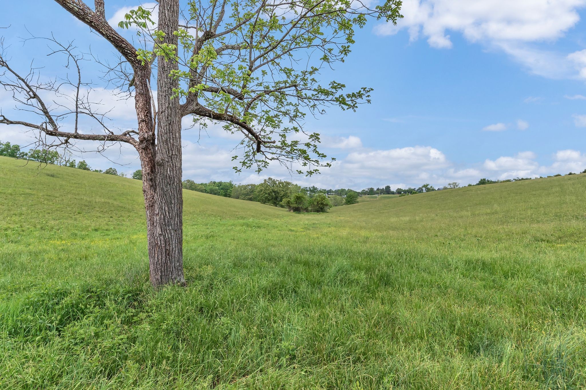 1528 Fairfield Road Westmoreland, TN 37186 - Photo 9 of 41 a view of a yard with an ocean