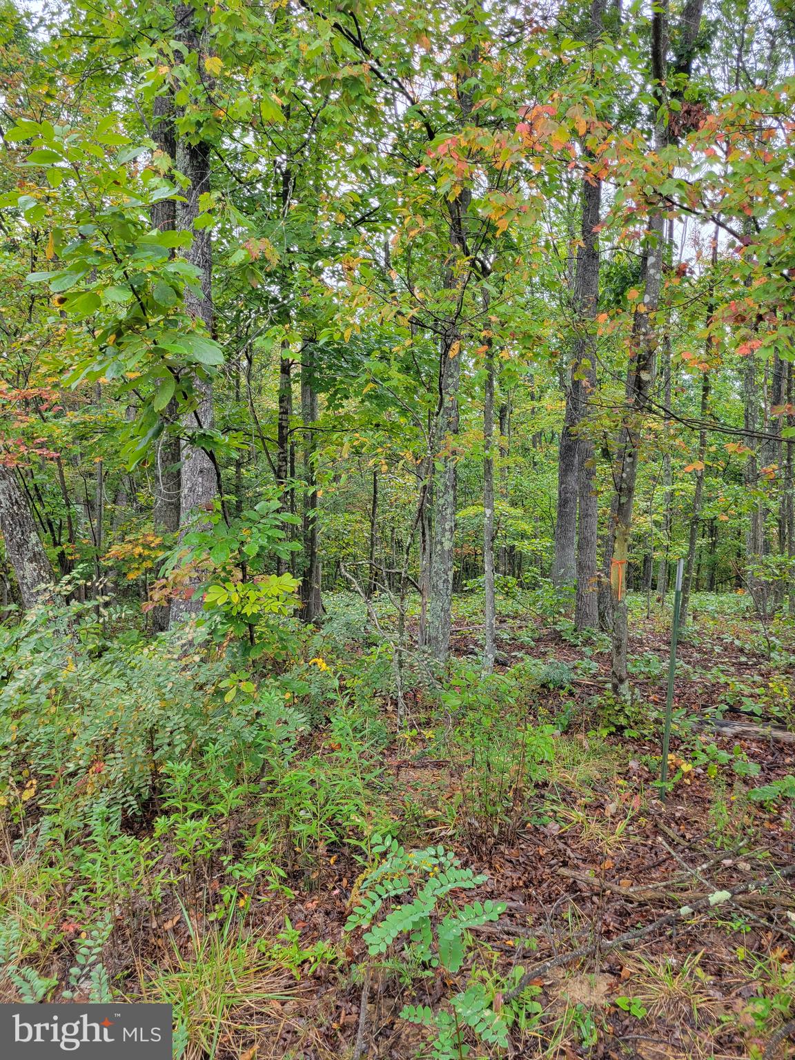 Hawks Way Delray, WV 26714 - Photo 8 of 8 Wooded