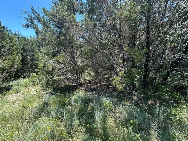 a view of a lush green forest