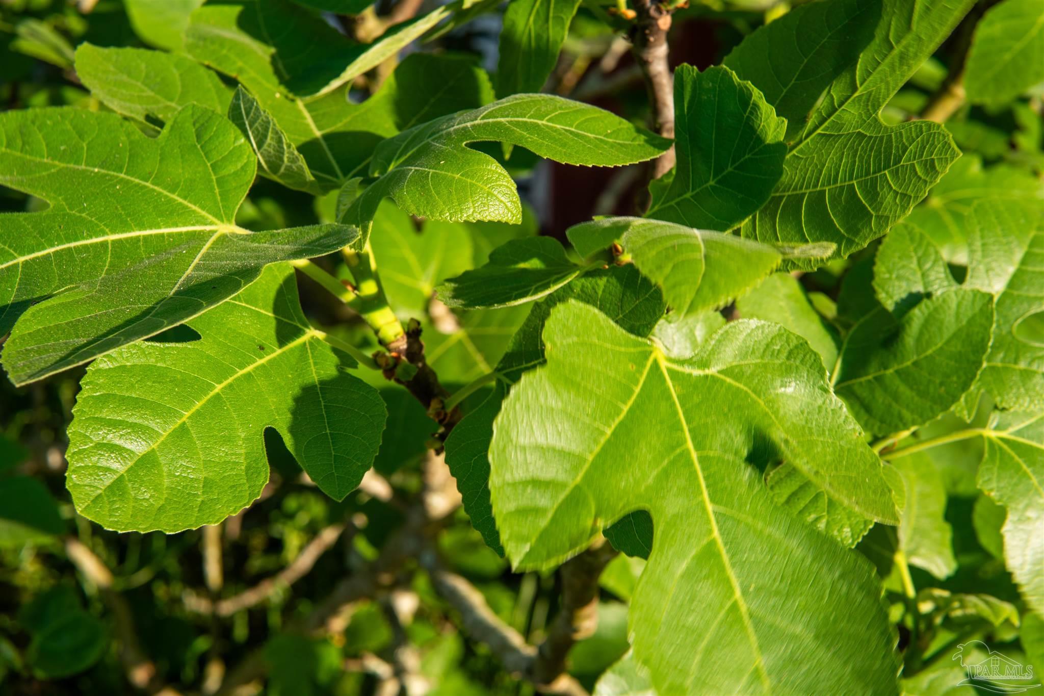 457 Jimmy Lewis Road Milton, FL 32570 - Photo 49 of 54