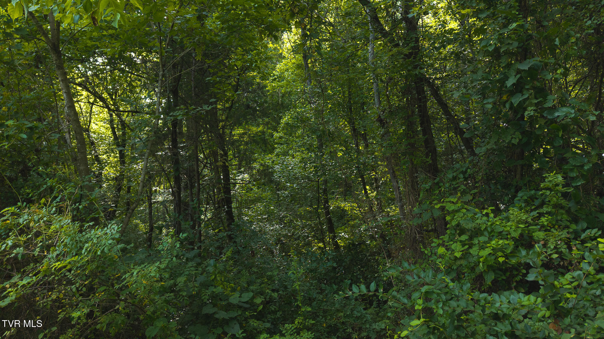 0 Gravely Valley Road Eidson, TN 37731 - Photo 27 of 36 DJI_20250716171838_0776_D