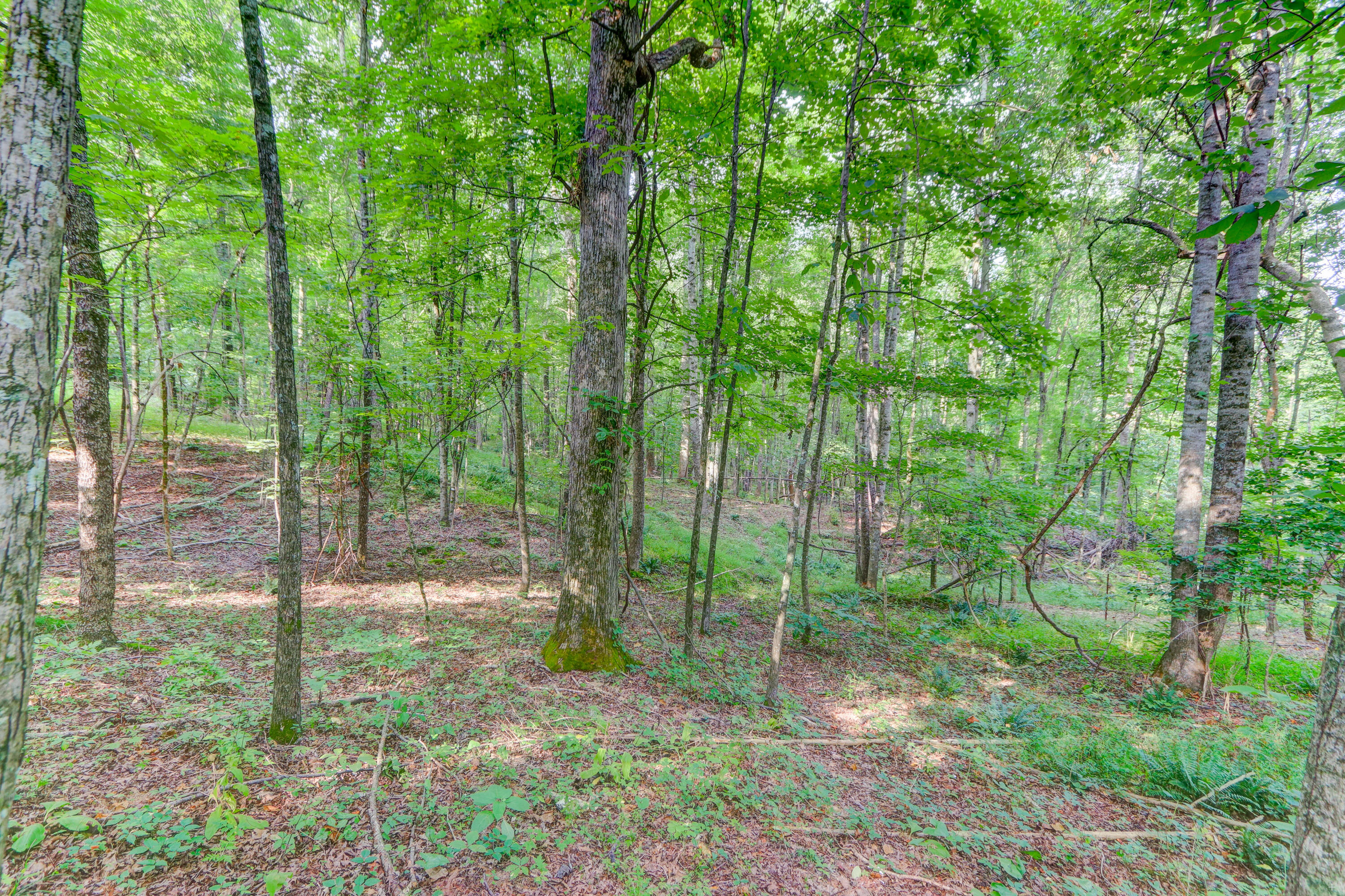 Indian Ridge Blaine, TN 37709 - Photo 1 of 10 Positive Perceptions-3