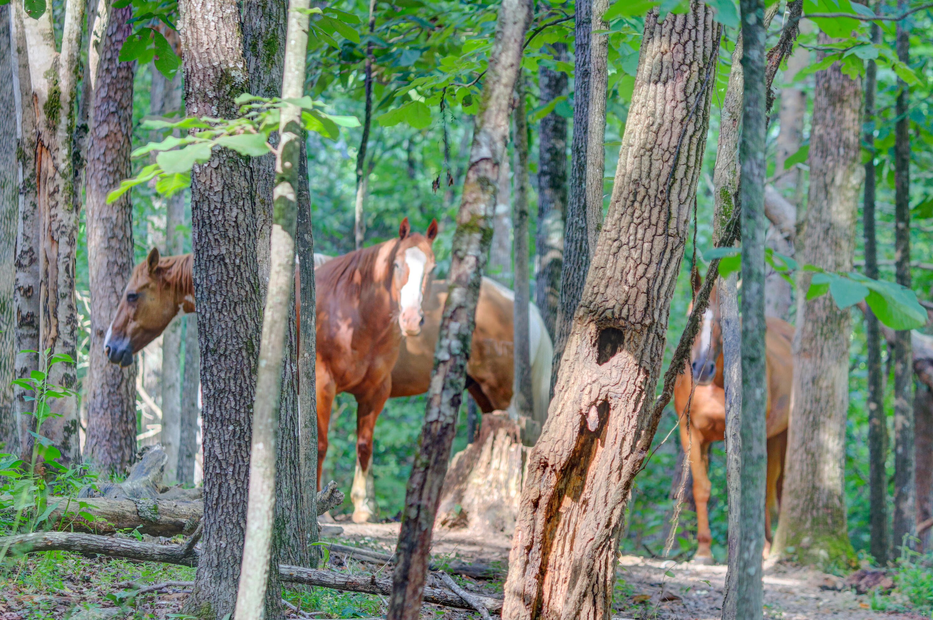 Indian Ridge Blaine, TN 37709 - Photo 6 of 10 Positive Perceptions-2