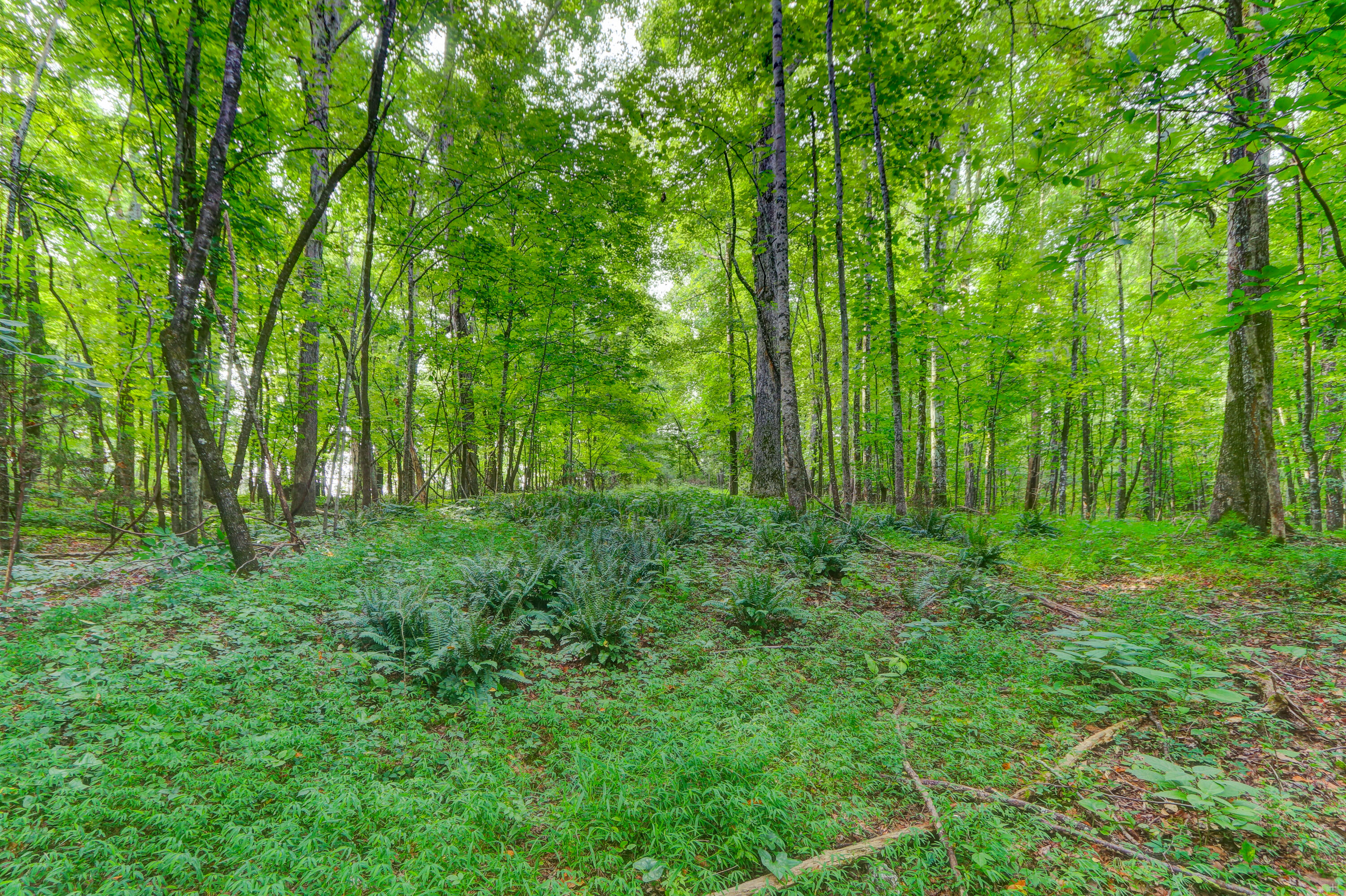 Indian Ridge Blaine, TN 37709 - Photo 8 of 10 Positive Perceptions-5