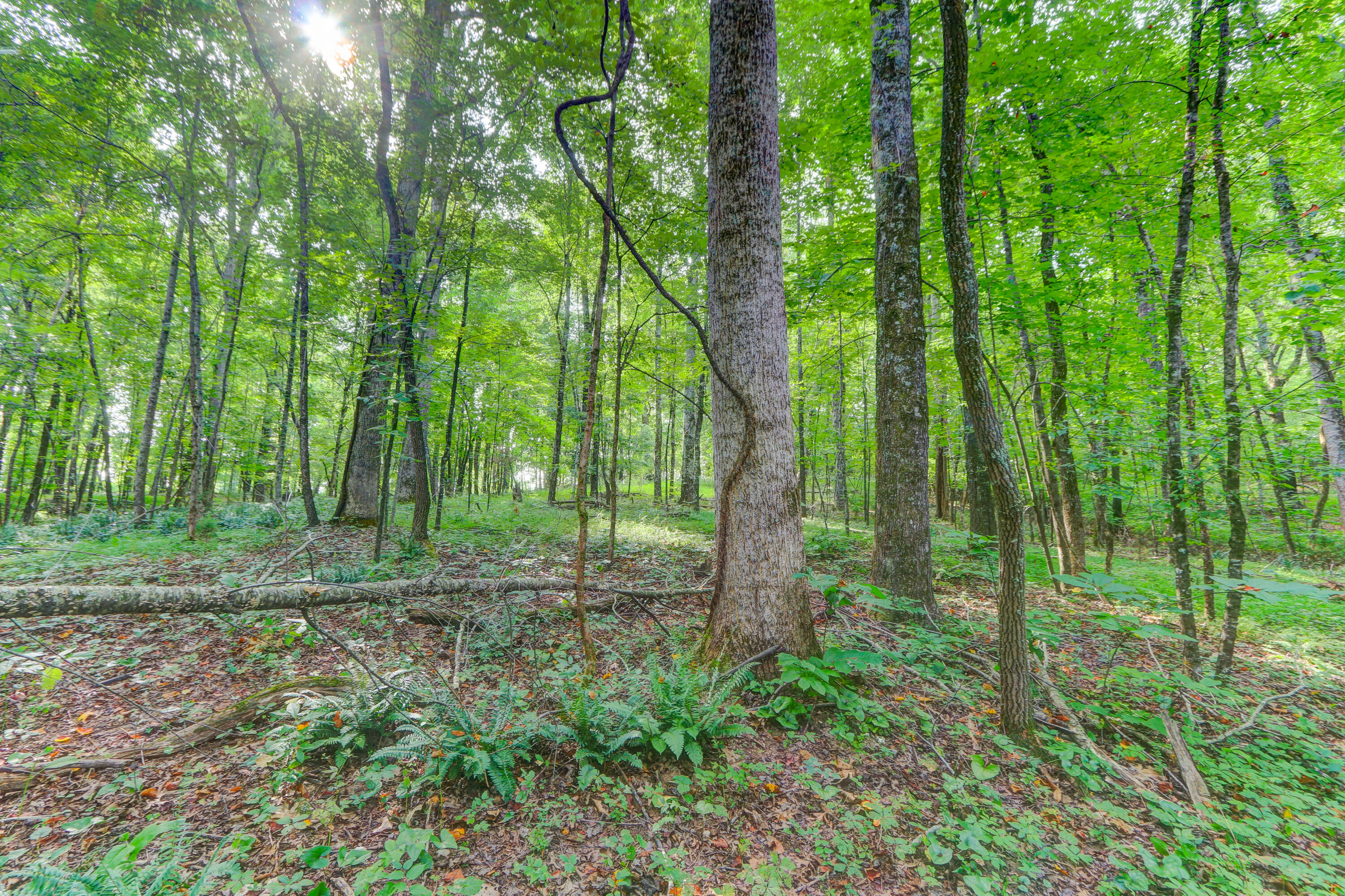 Indian Ridge Blaine, TN 37709 - Photo 9 of 10 Positive Perceptions-6