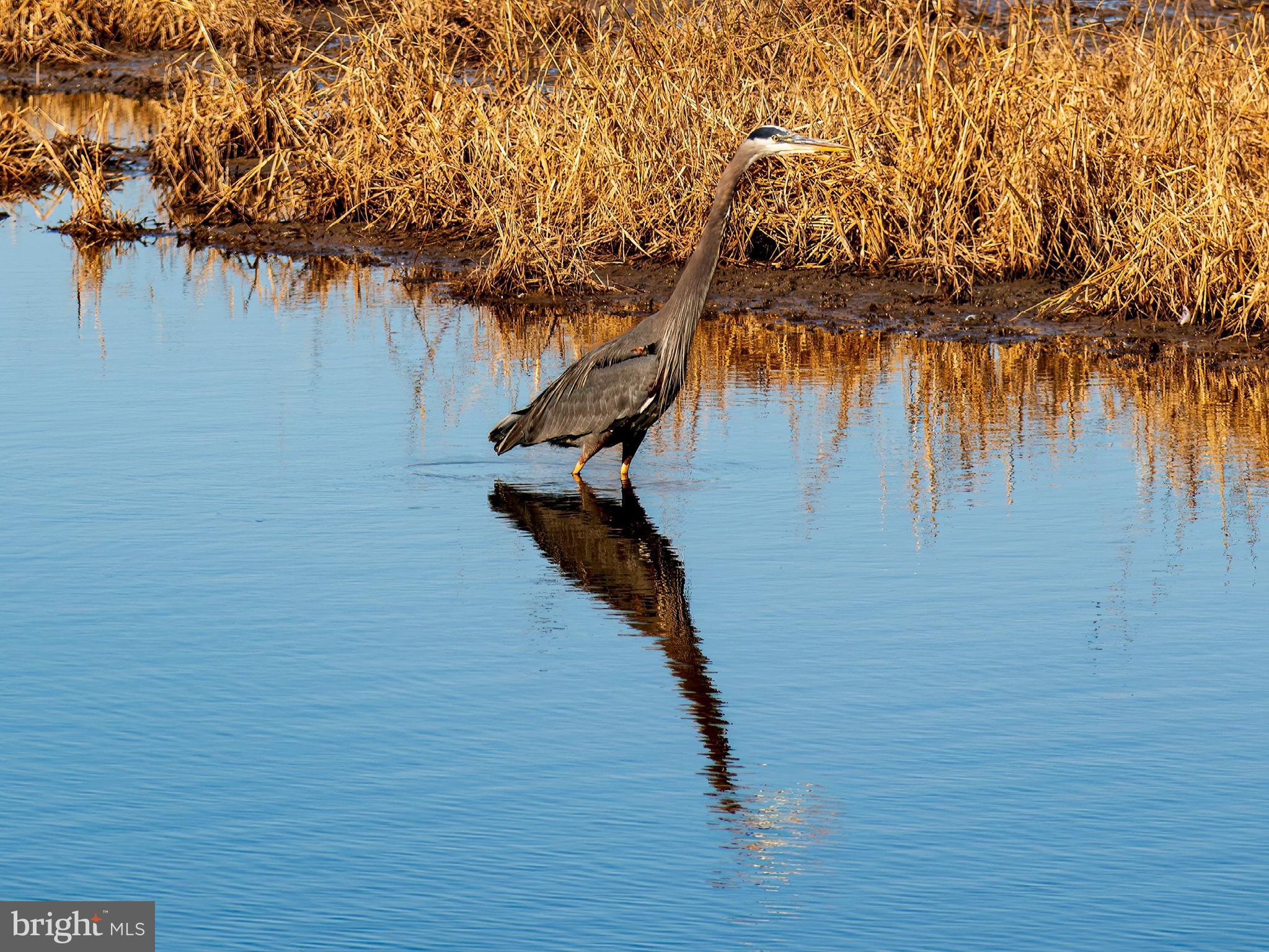 111 Willis Street Cambridge, MD 21613 - Photo 46 of 48