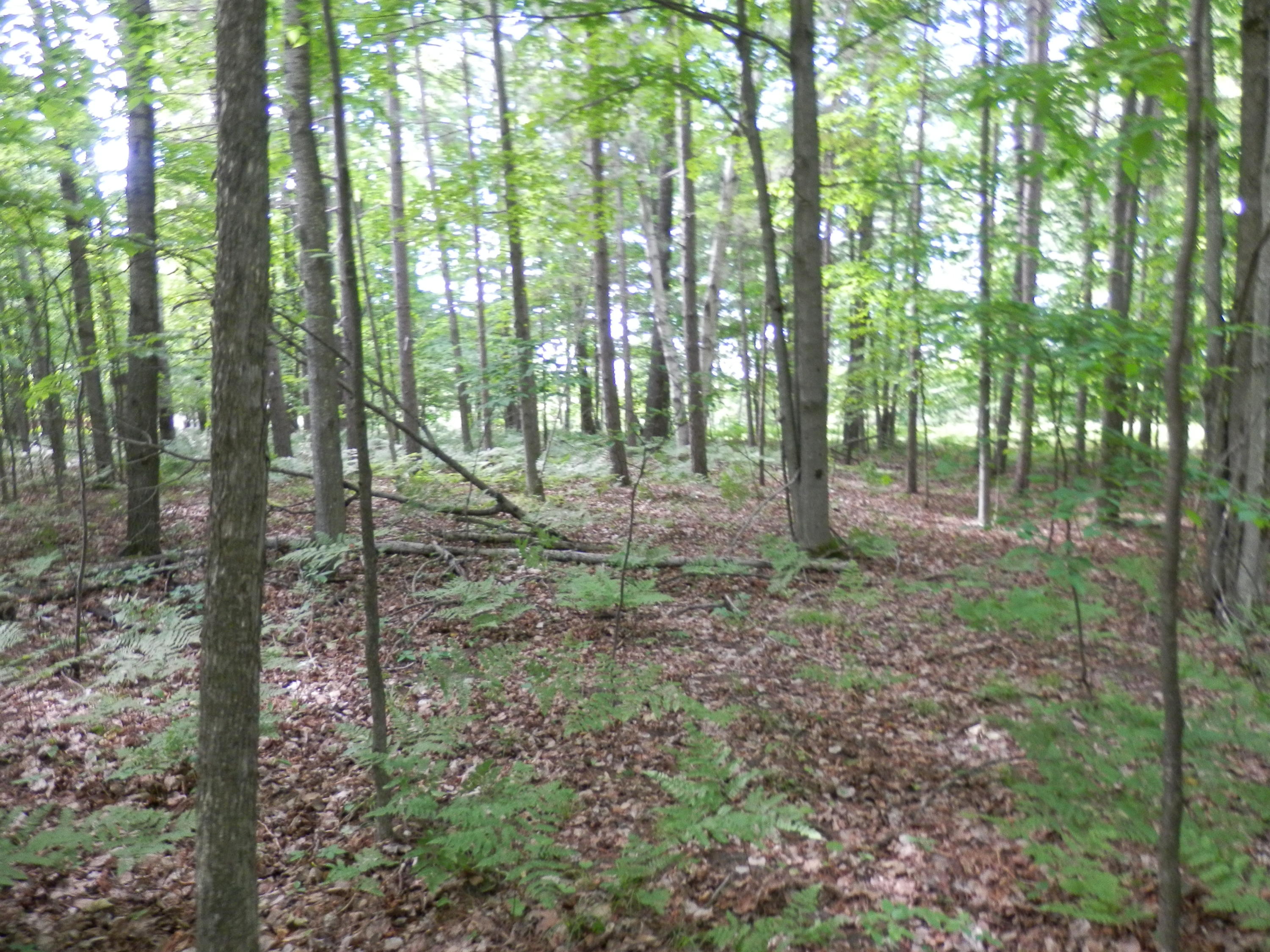 Ranger Lake Road Gaylord, MI 49735 - Photo 9 of 11 Gallery Image 9