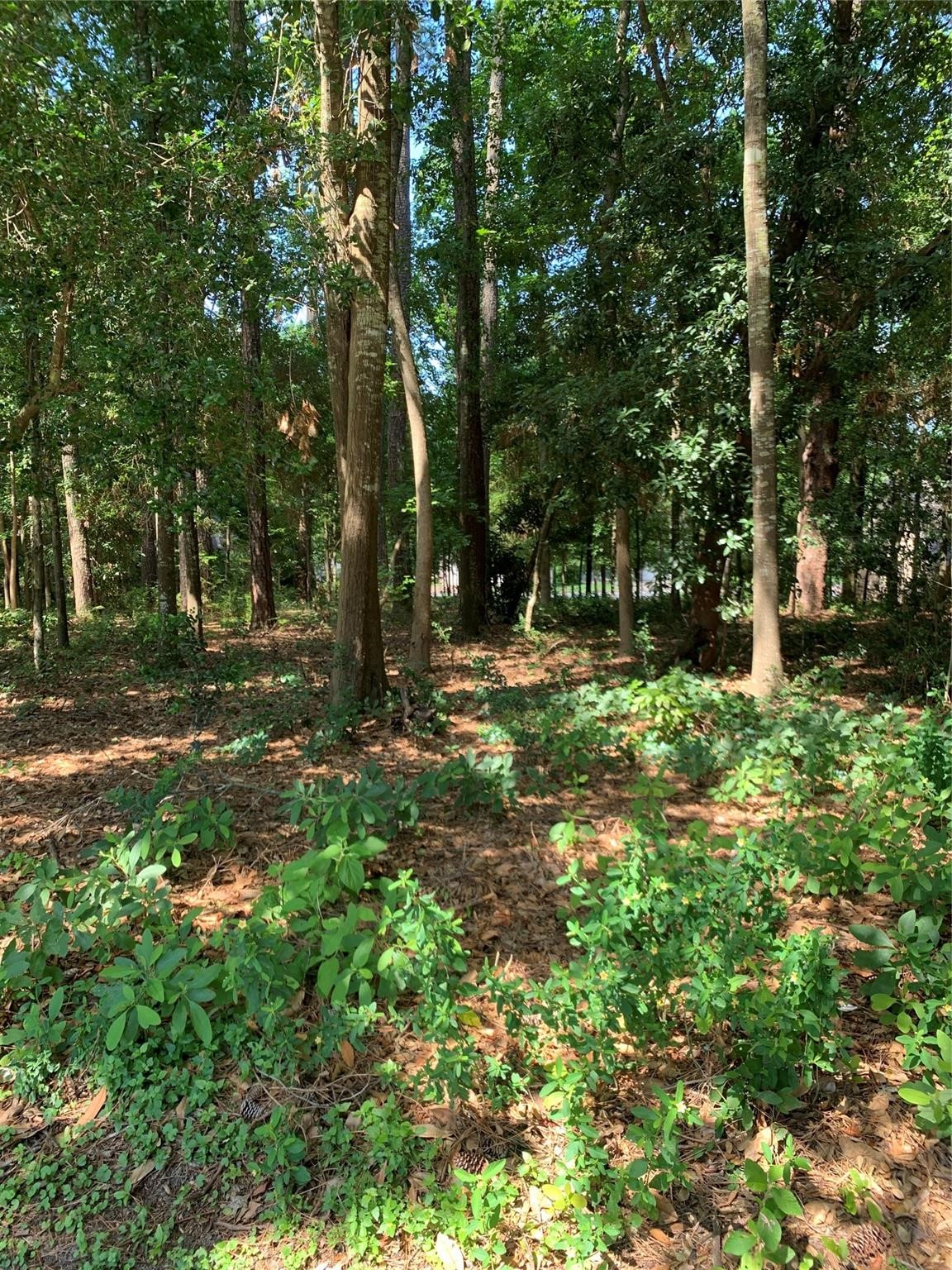 901 Longmire Road Conroe, TX 77304 - Photo 2 of 4 a view of outdoor space with trees all around
