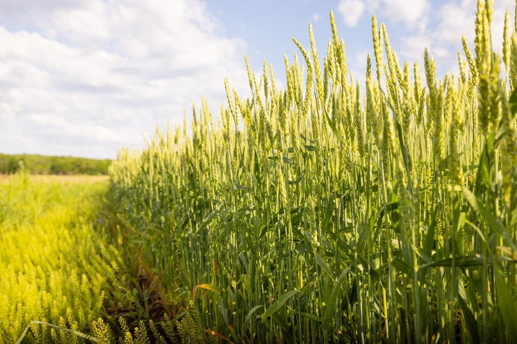 Unity Road Mapleton, KS 66754 - Photo 36 of 42