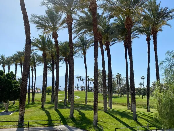 a view of three palm trees