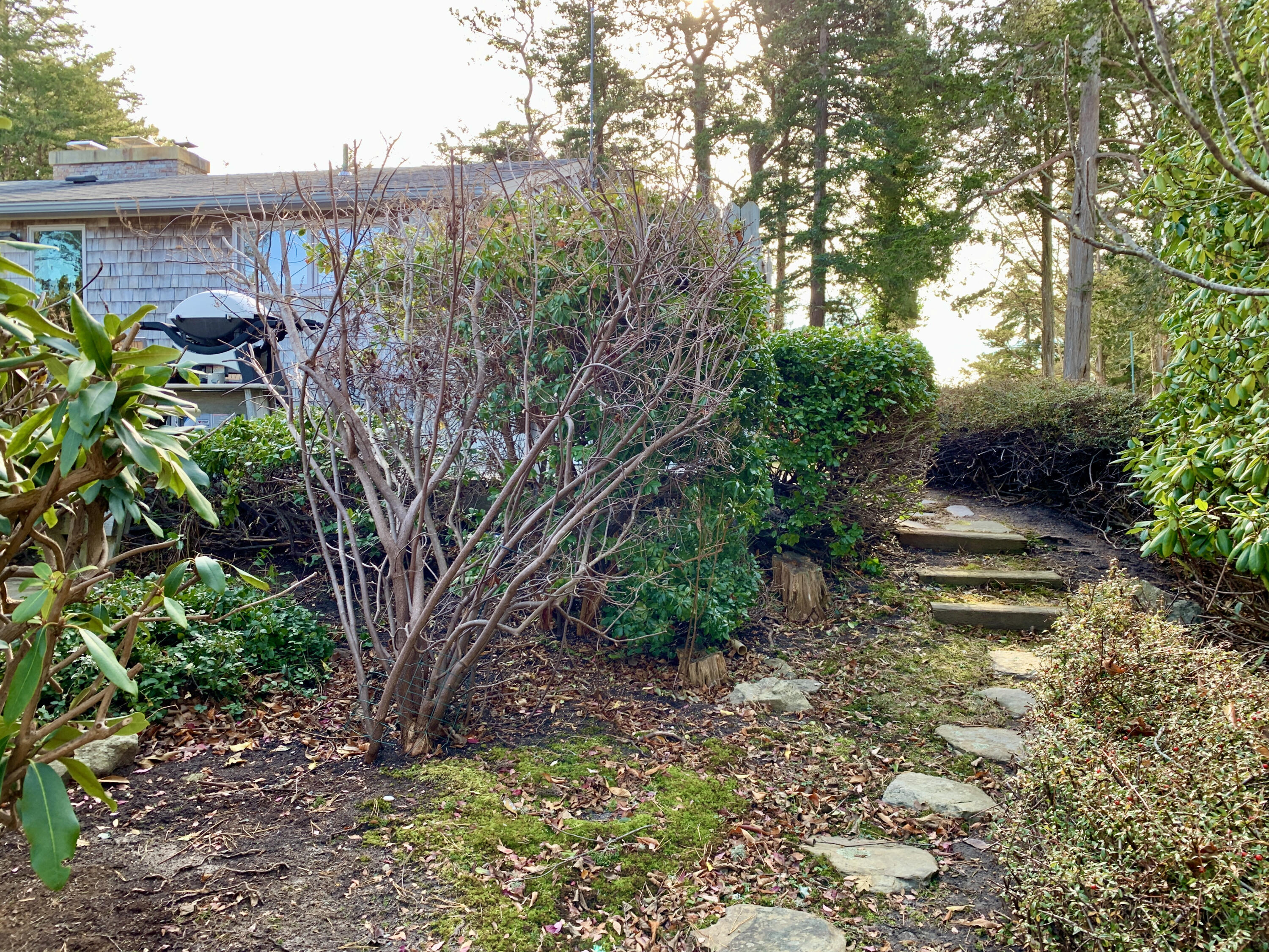 20 Briar Spring Road Orleans, MA 02653 - Photo 54 of 67 a view of a backyard with plants and large trees