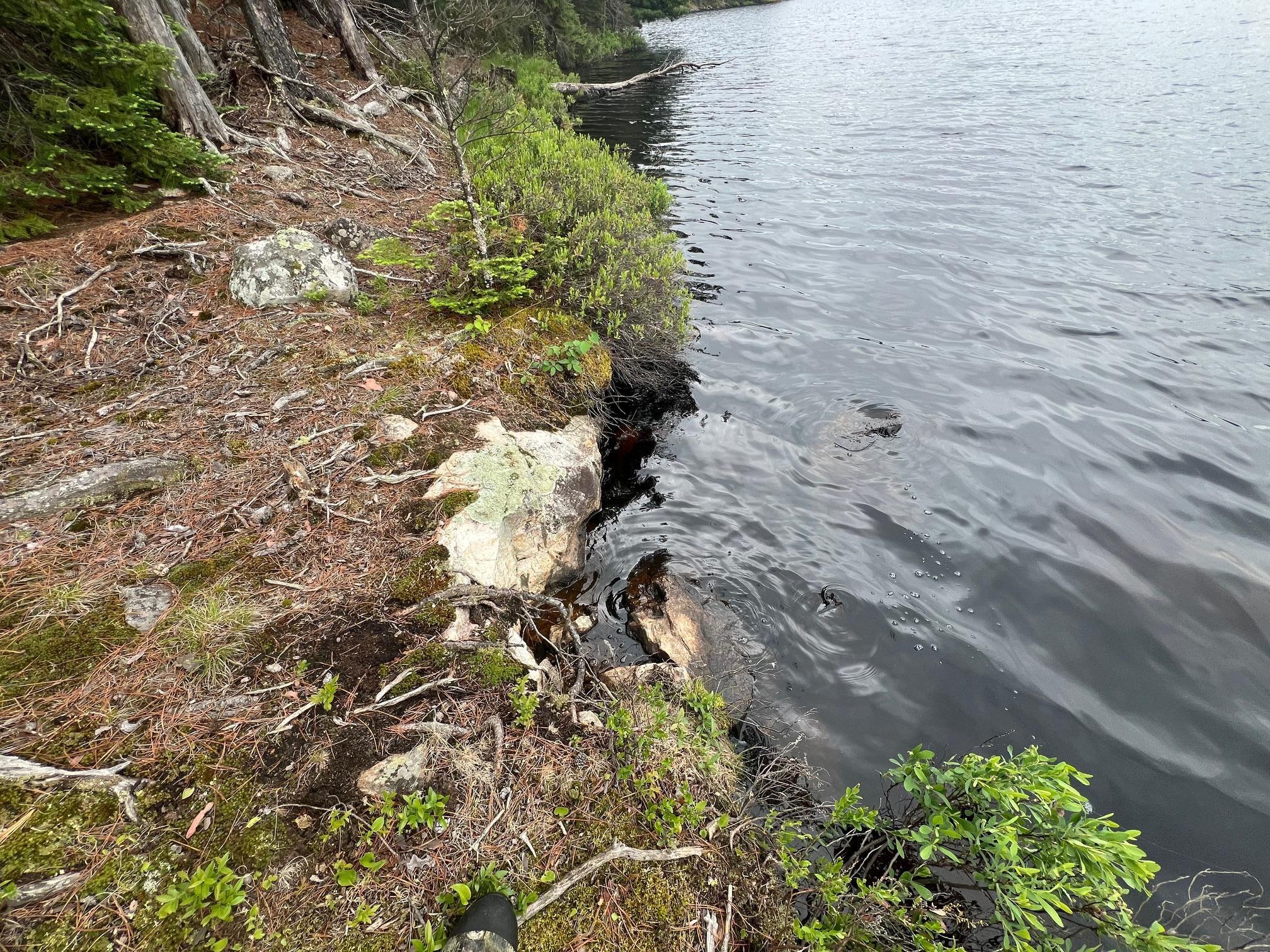 Tbd Holm Logging Road Orr, MN 55771 - Photo 40 of 52