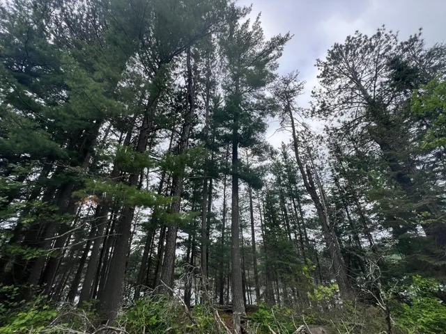 $450,000 | Tbd Holm Logging Road, Orr, MN 55771