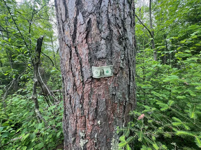 $450,000 | Tbd Holm Logging Road, Orr, MN 55771