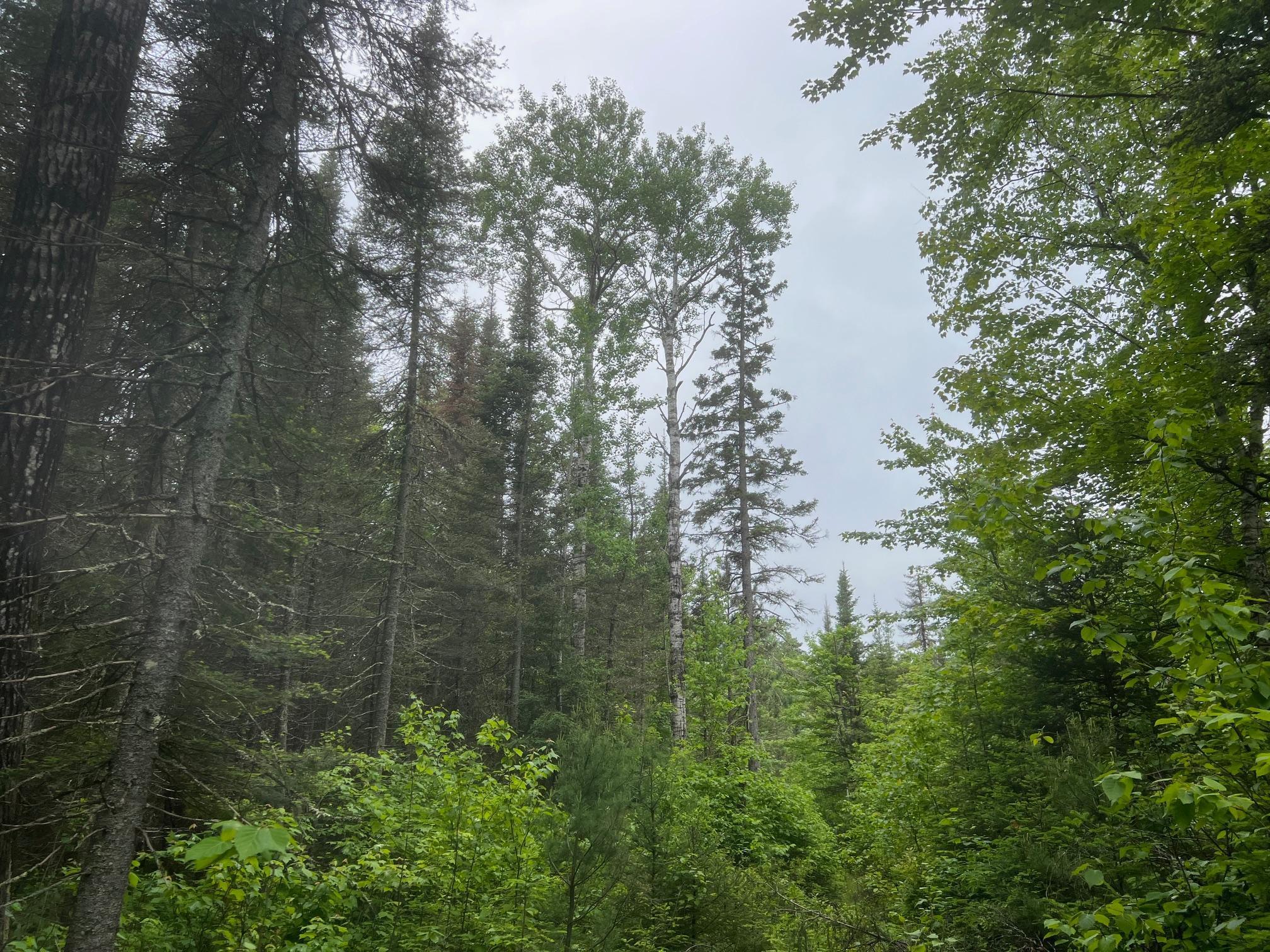 Tbd Holm Logging Road Orr, MN 55771 - Photo 44 of 52