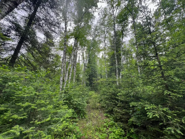 $450,000 | Tbd Holm Logging Road, Orr, MN 55771