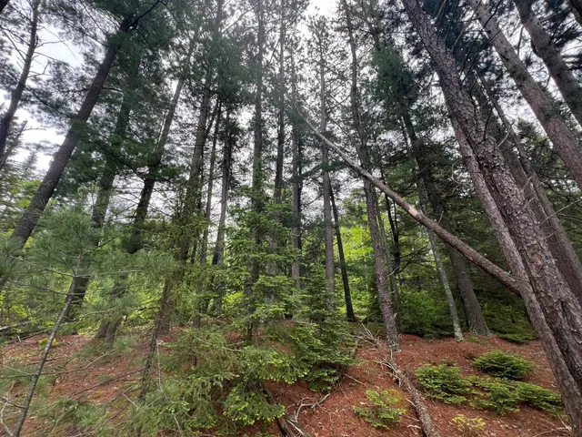 $450,000 | Tbd Holm Logging Road, Orr, MN 55771