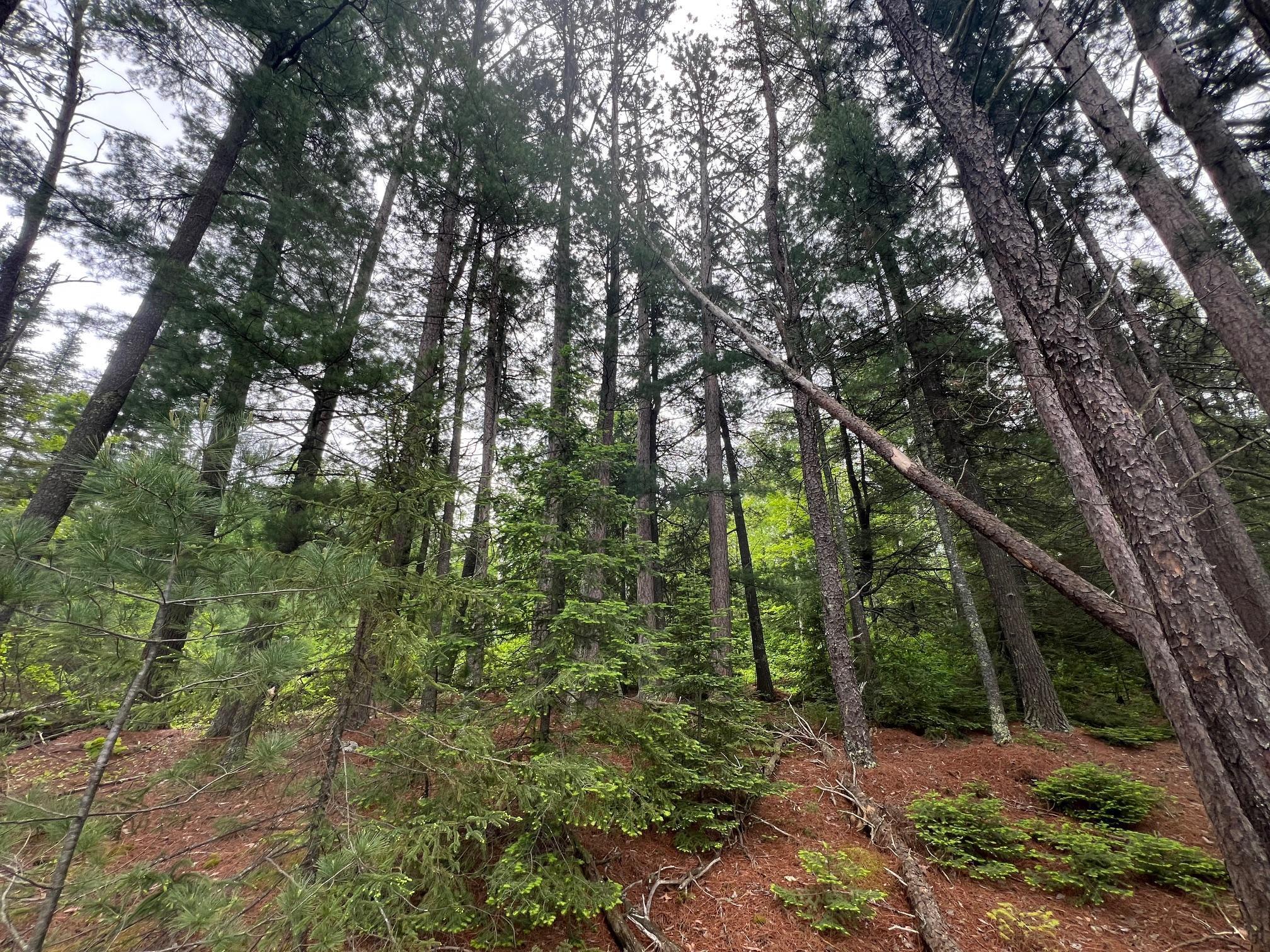 Tbd Holm Logging Road Orr, MN 55771 - Photo 46 of 52