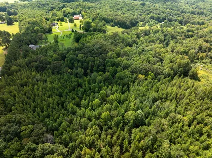 a view of a forest with a houses