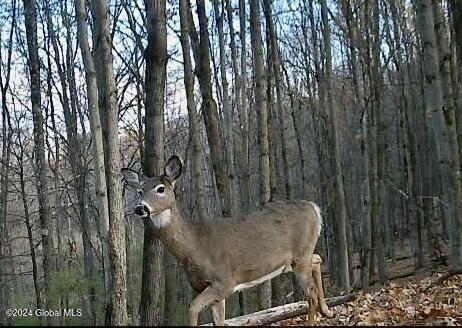 Lot 4.8 Burch Road Granville, NY 12832 - Photo 36 of 49 thumbnail_IMG_5403 (1)