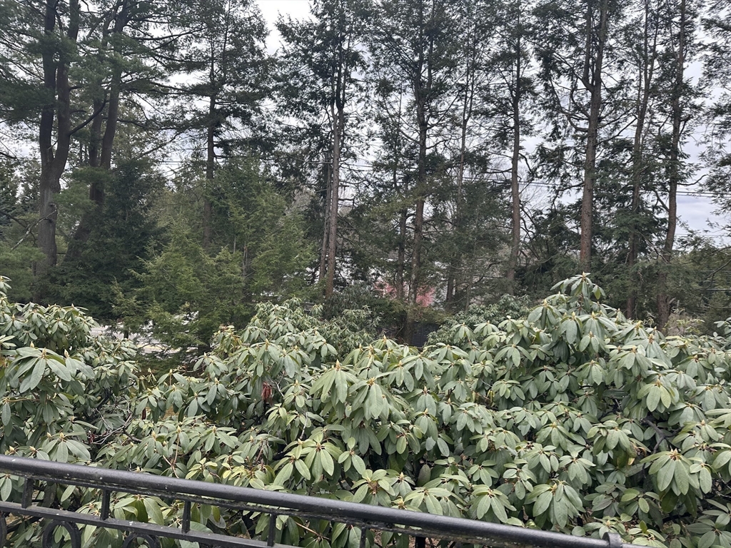 9 Singletree Road Brookline, MA 02467 - Photo 39 of 39