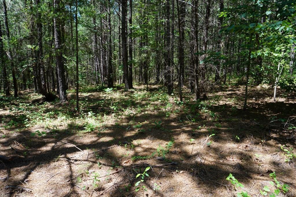 Lot#3 Contuck Ln Mill Spring, Unit 3 Mill Spring, NC 28756 - Photo 22 of 35 a view of forest