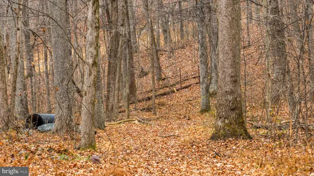 a view of a dry yard