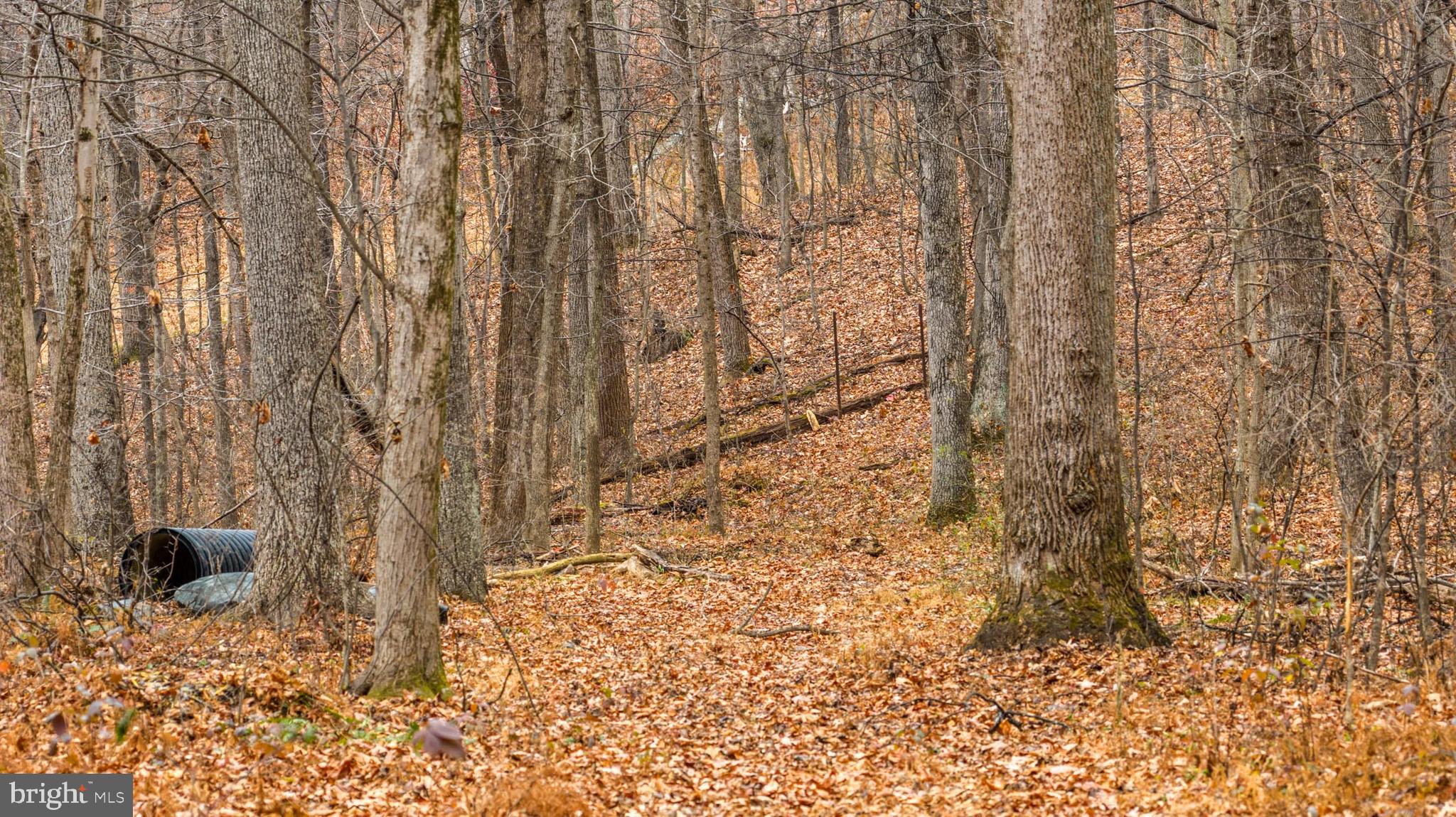 2052 Nelson Mill Road Jarrettsville, MD 21084 - Photo 13 of 22 a view of a dry yard