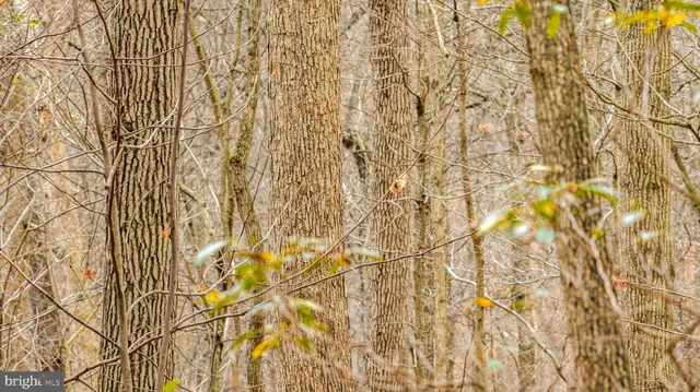 a view of a dry yard