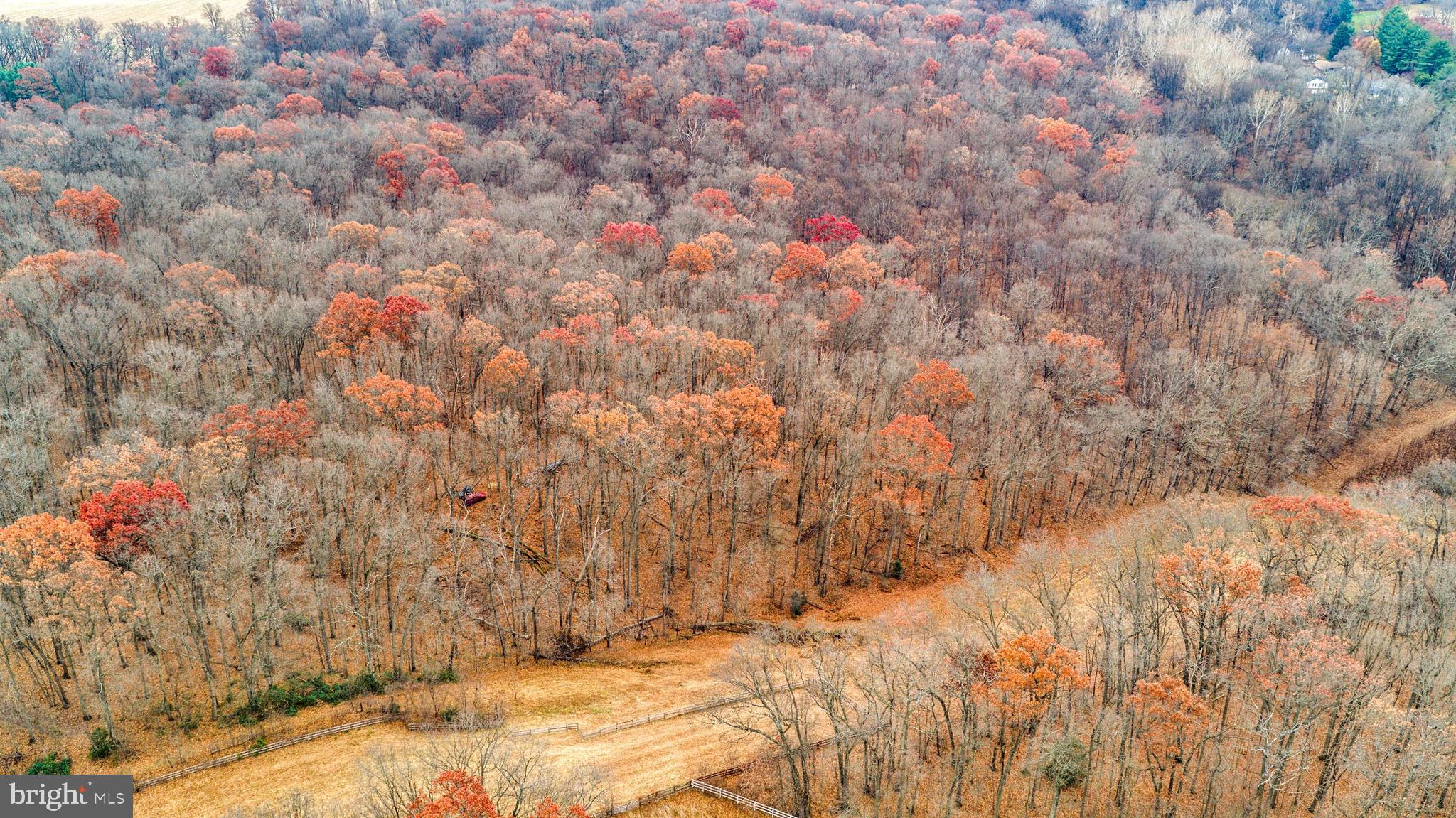 2052 Nelson Mill Road Jarrettsville, MD 21084 - Photo 19 of 22 a view of a dry yard