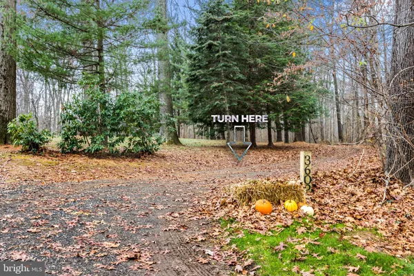 a street view with large trees