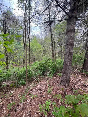 a view of a forest that has large trees