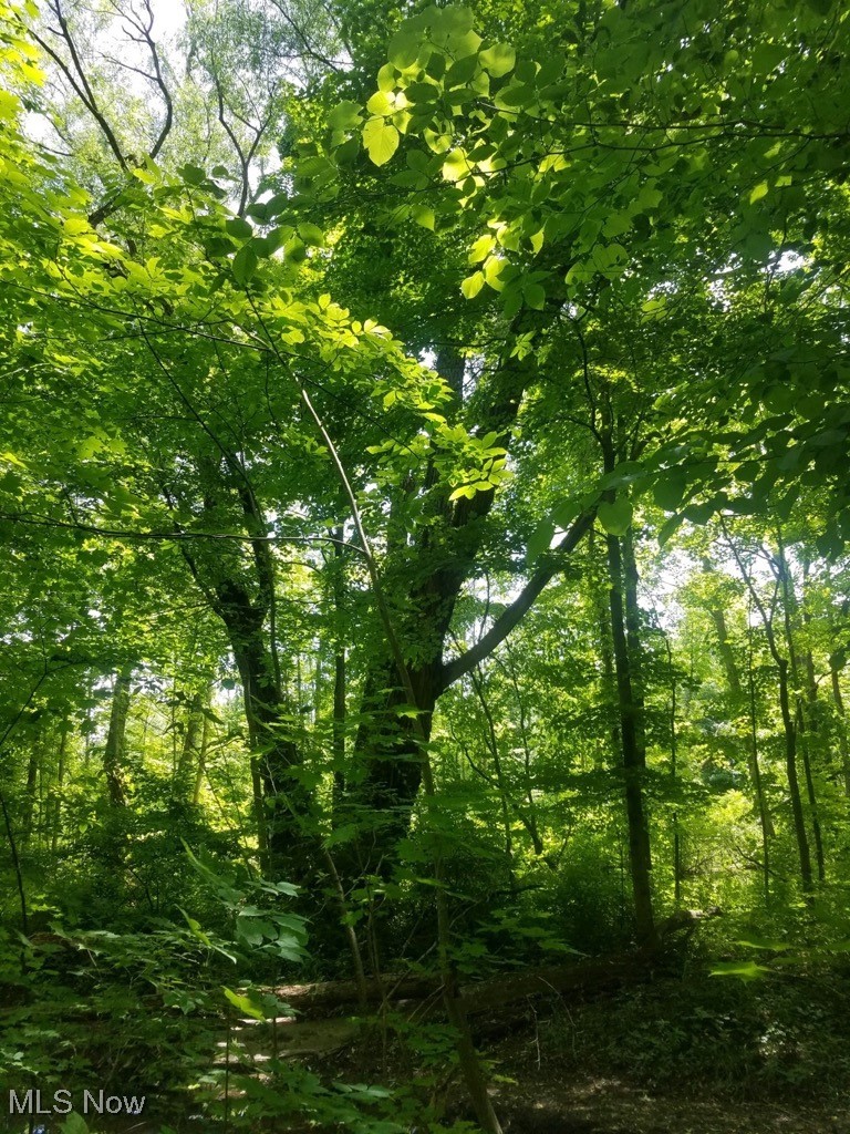 Bates Road Madison, OH 44057 - Photo 13 of 13 wooded