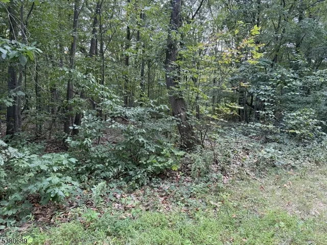 a view of a forest with a tree