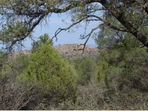5066 West Three Forks Road Prescott, AZ 86305 - Photo 1 of 8 Primary Photo