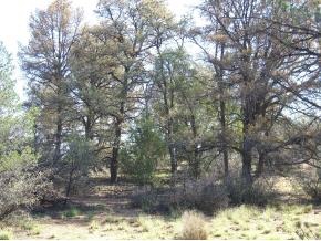5066 West Three Forks Road Prescott, AZ 86305 - Photo 5 of 8 Additional Photo