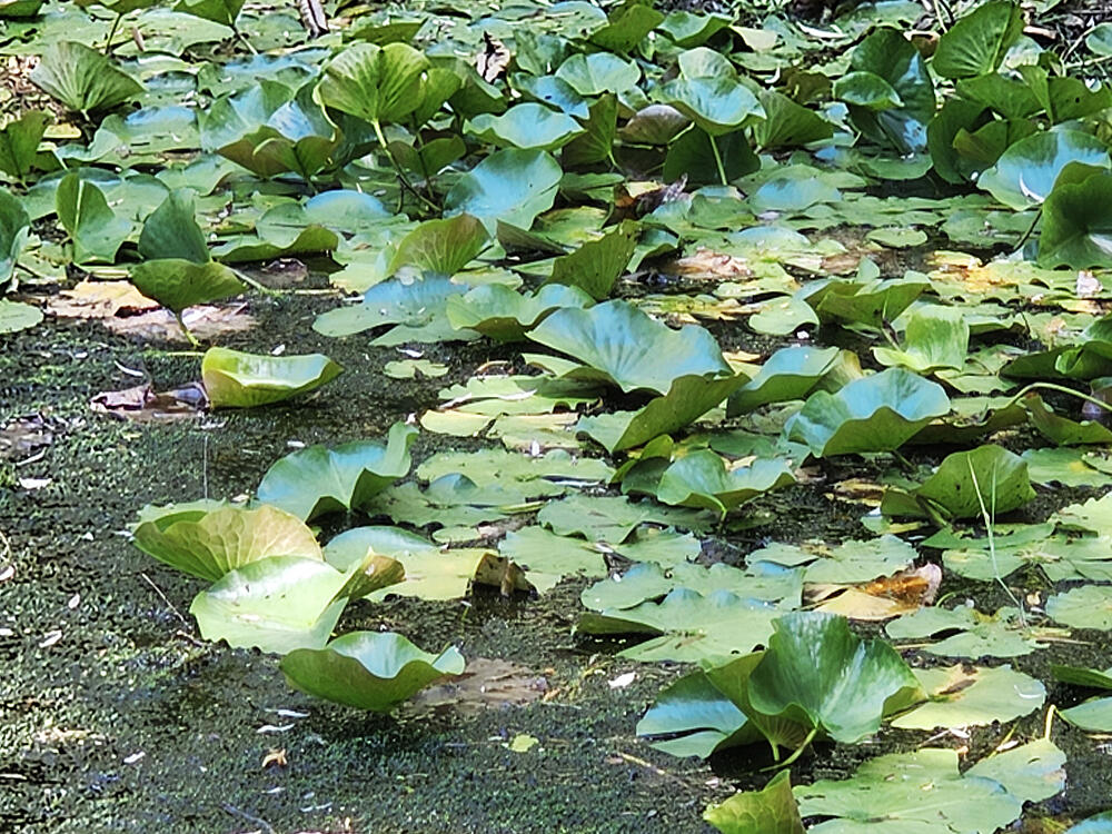 608 River Road Newcastle, ME 04553 - Photo 29 of 102 Lily Pads in Pond
