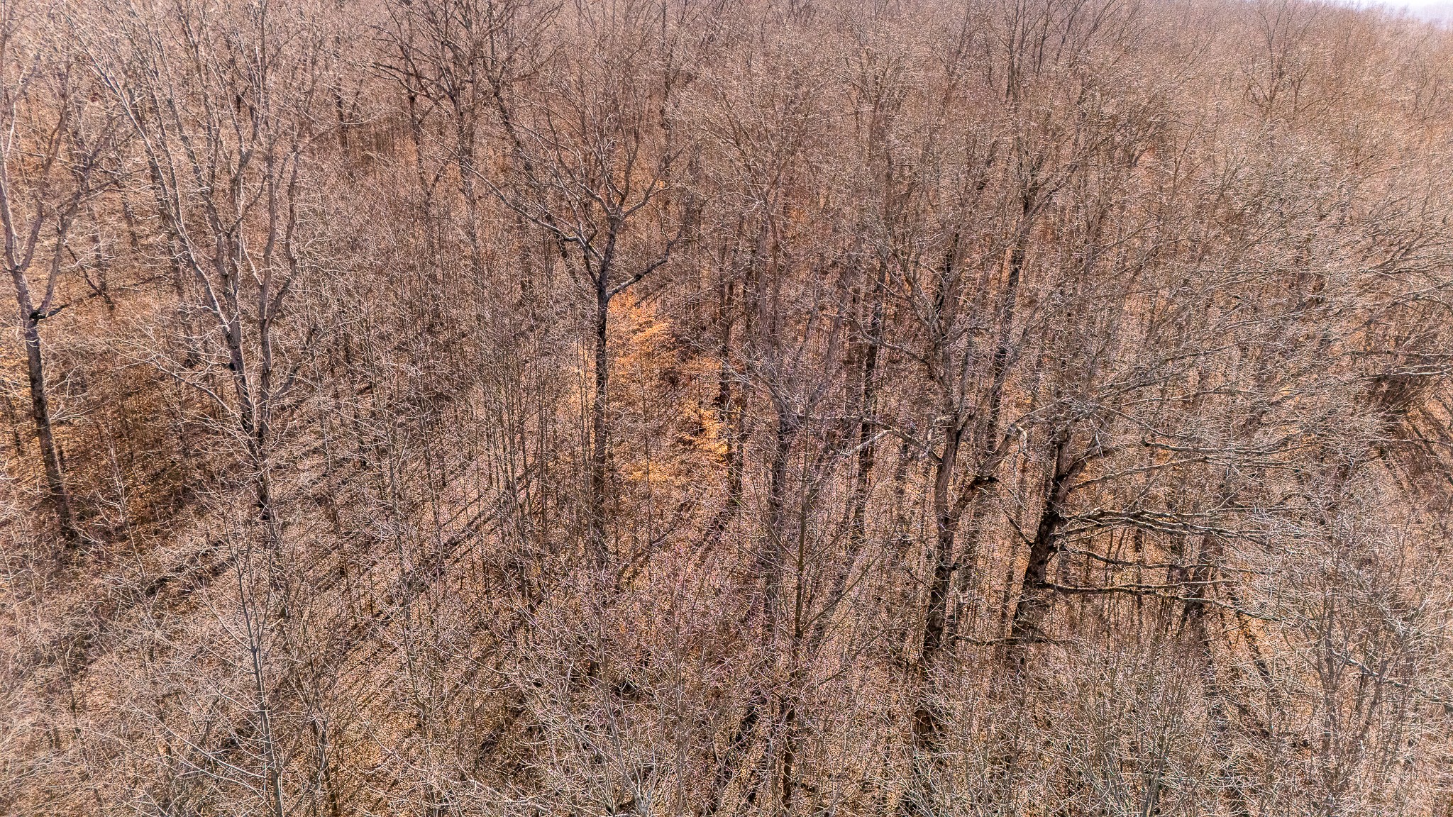 0 Rushing Lane Leoma, TN 38468 - Photo 14 of 19 Gallery Image 14