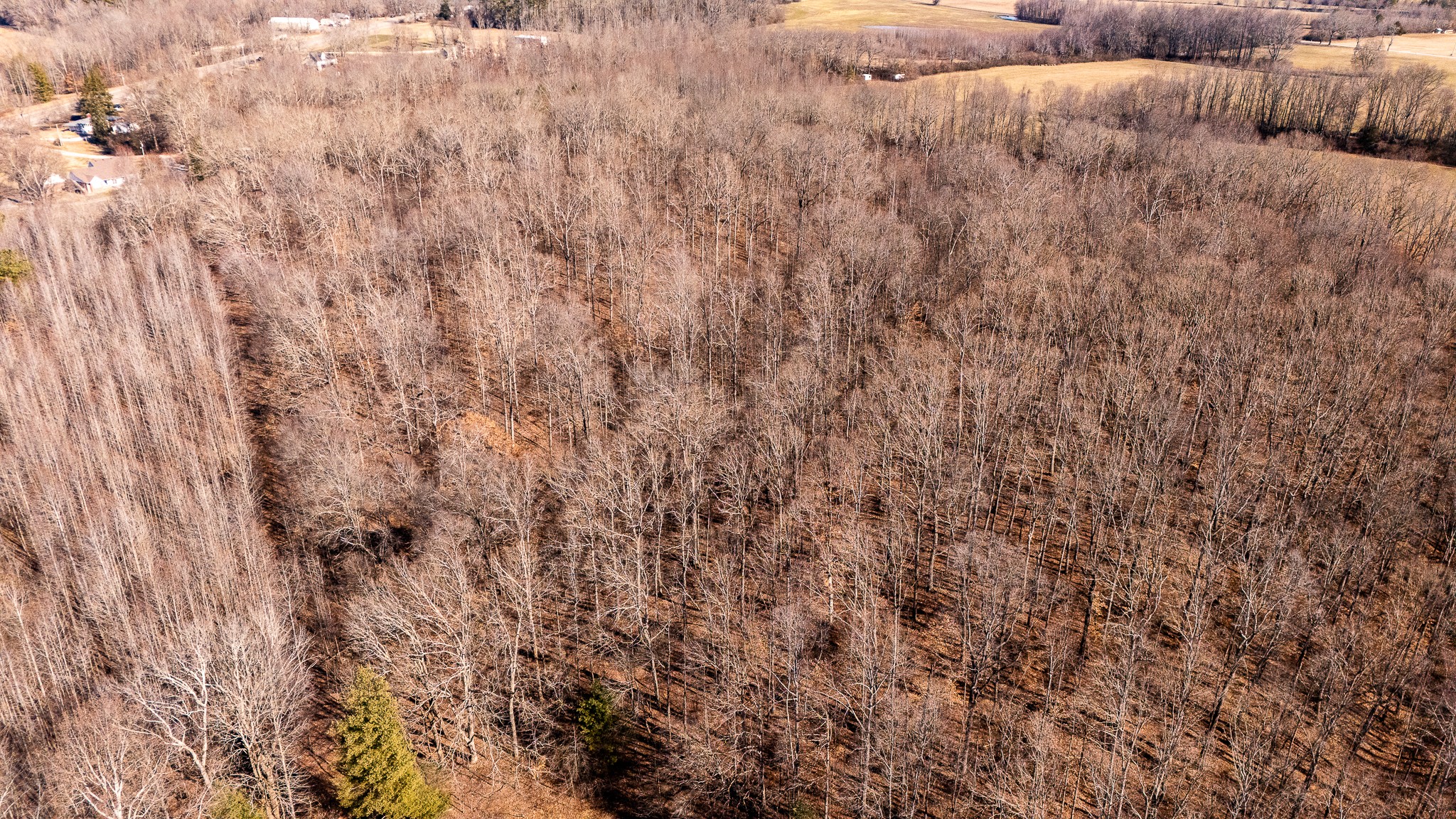 0 Rushing Lane Leoma, TN 38468 - Photo 10 of 19 Gallery Image 10