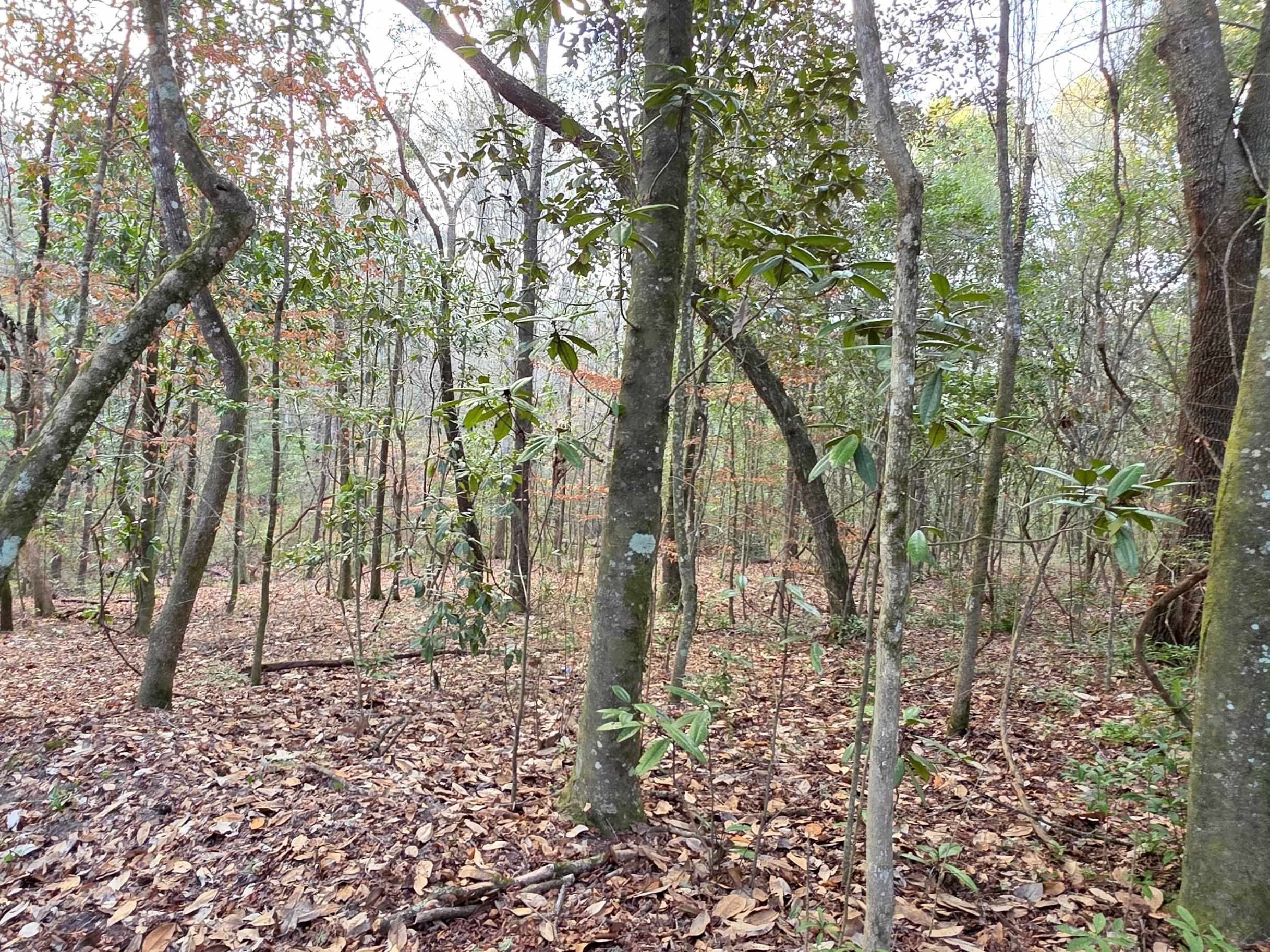0 Williams Landing Road, Unit LOT #28 Tallahassee, FL 32310 - Photo 4 of 8