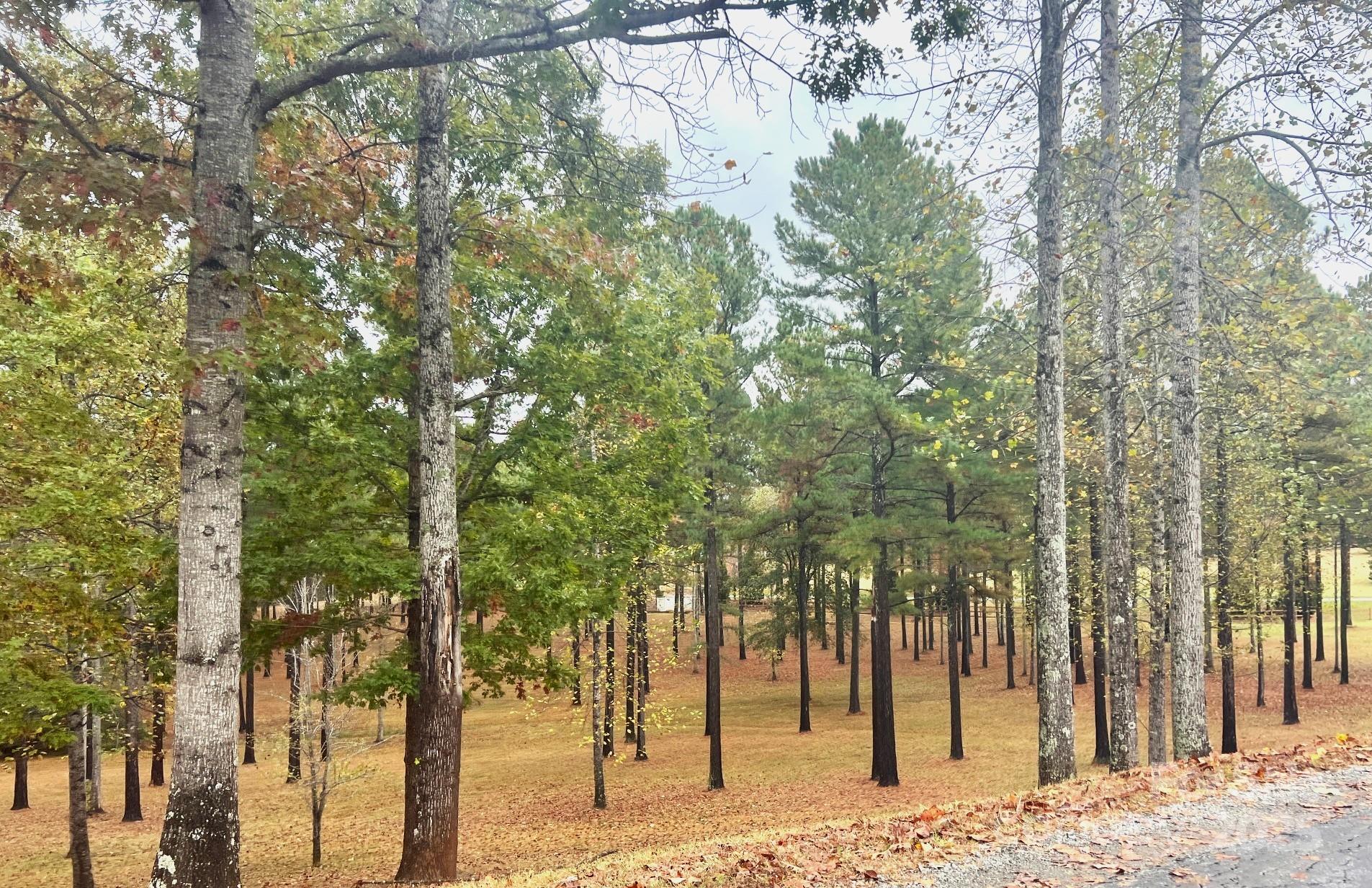 80 Grandview Loop Nebo, NC 28761 - Photo 41 of 42 a view of outdoor space with yard