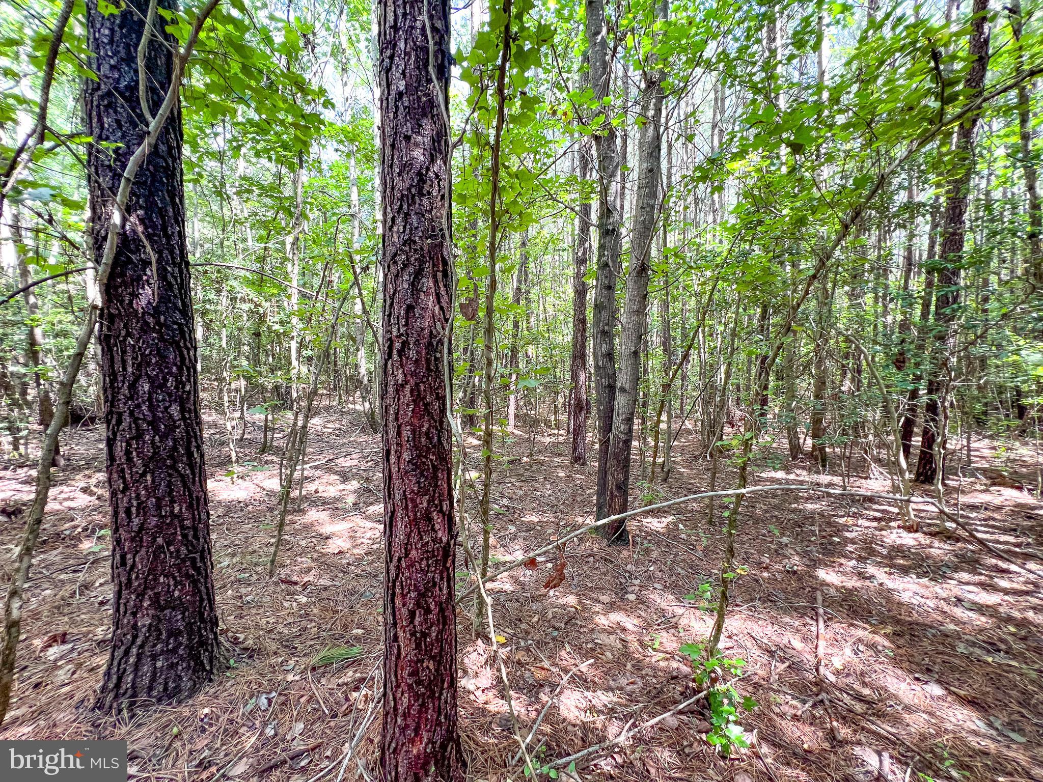 25.5-acres Ladysmith Road Ruther Glen, VA 22546 - Photo 37 of 42 Gallery Image 37