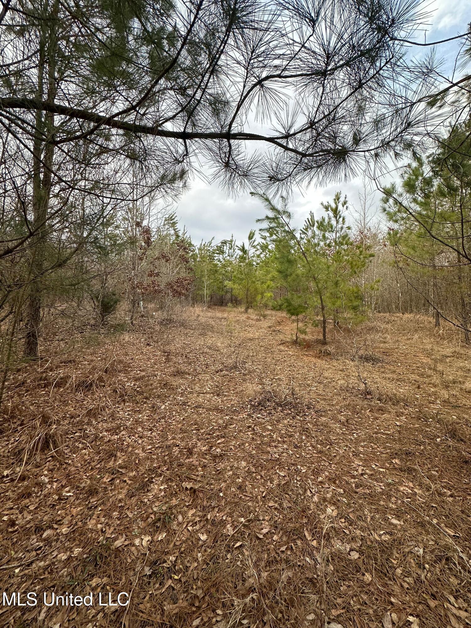 Gordon Road Duck Hill, MS 38925 - Photo 11 of 16 IMG_2843