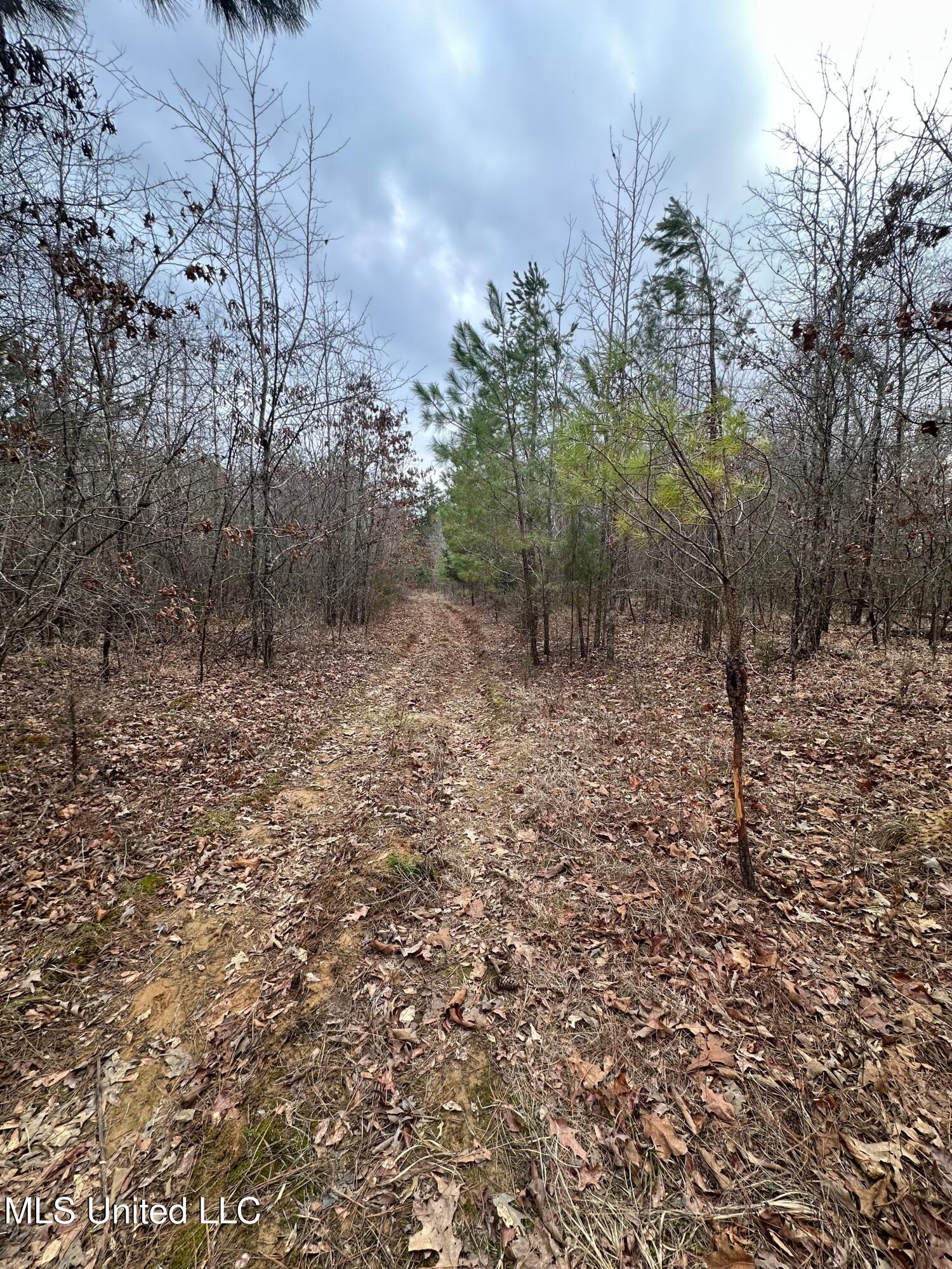 Gordon Road Duck Hill, MS 38925 - Photo 12 of 16 IMG_2841