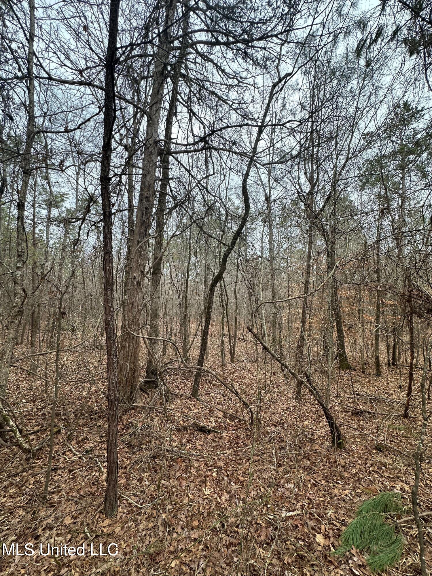 Gordon Road Duck Hill, MS 38925 - Photo 13 of 16 IMG_2840