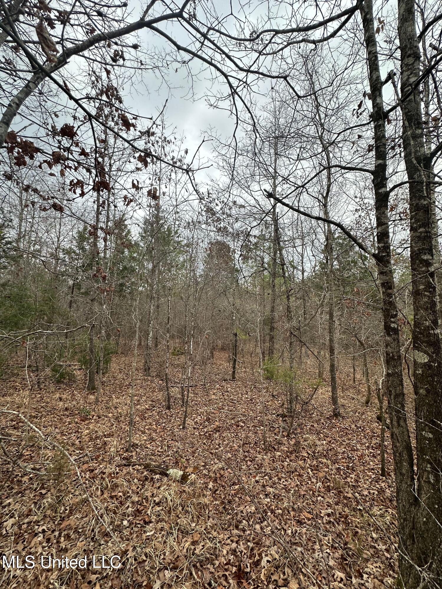 Gordon Road Duck Hill, MS 38925 - Photo 16 of 16 IMG_2837