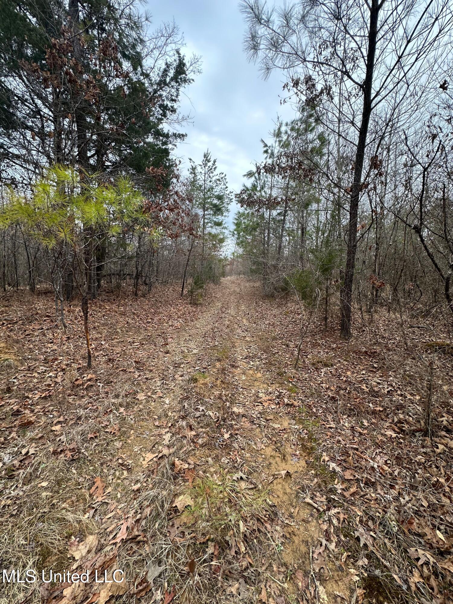 Gordon Road Duck Hill, MS 38925 - Photo 2 of 16 IMG_2833