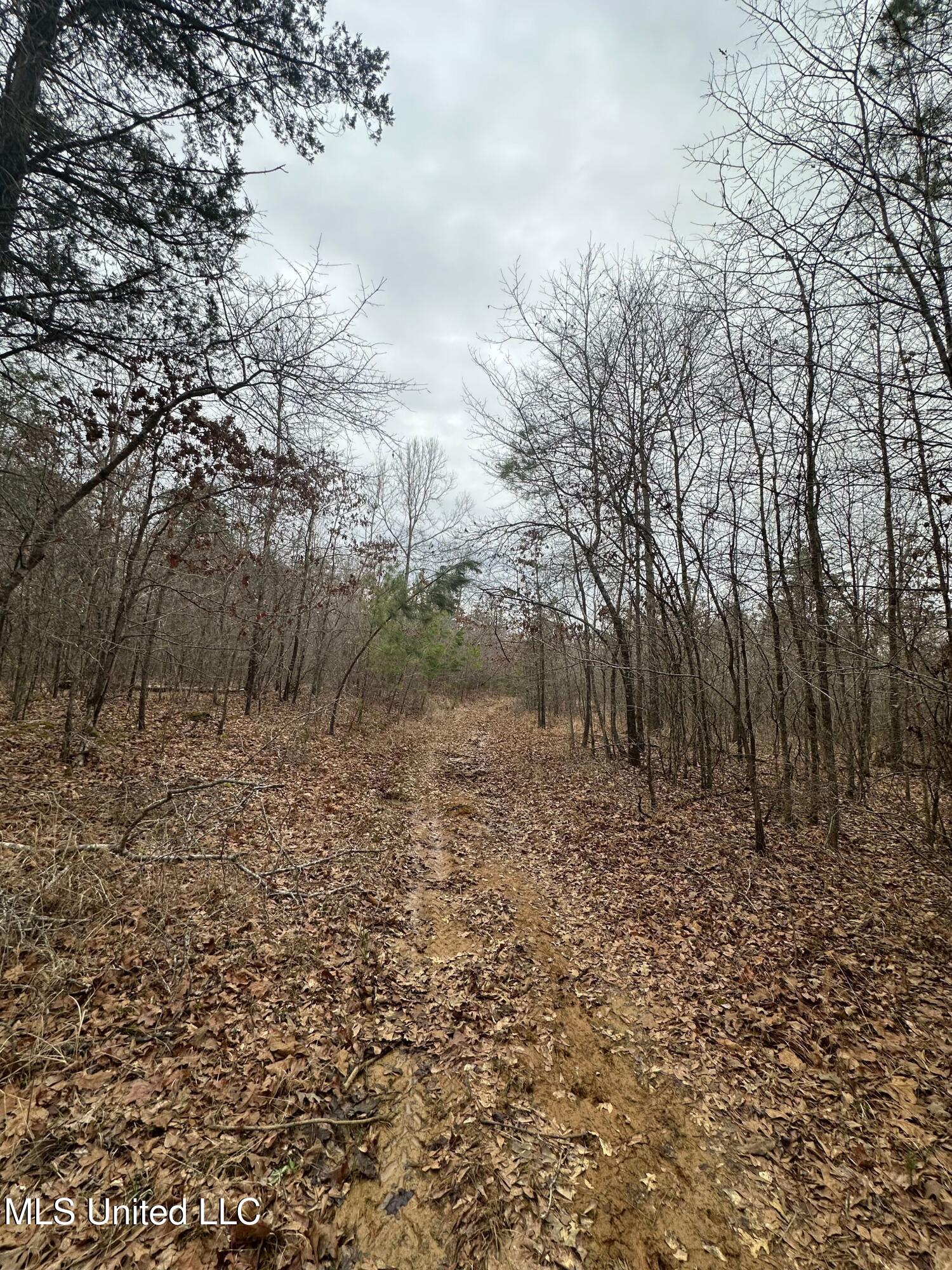 Gordon Road Duck Hill, MS 38925 - Photo 4 of 16 IMG_2831