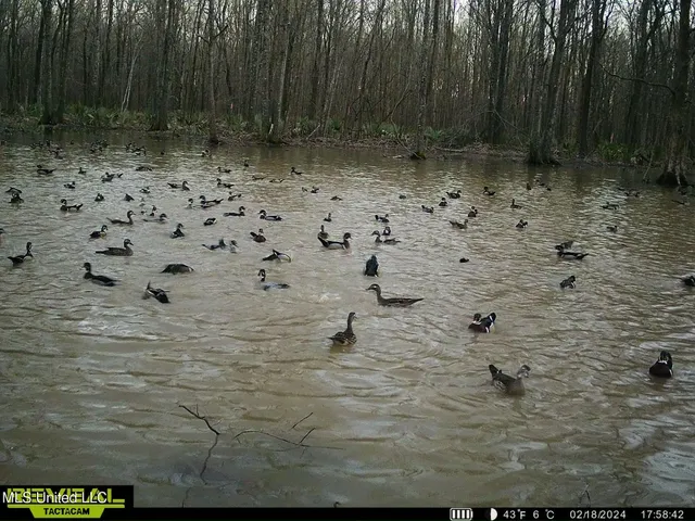 $185,000 | 12 Highway 12, Belzoni, MS 39038