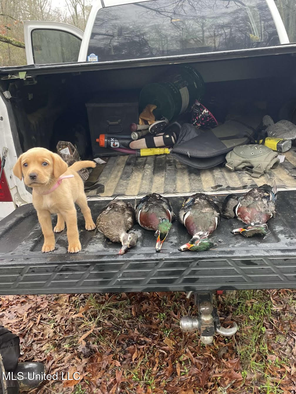 12 Highway 12 Belzoni, MS 39038 - Photo 16 of 31 p31